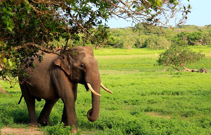 Wild Elephant at Yala National Park - Sri Lanka