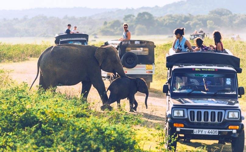   Luxury Jeeps that can drive any road in the park