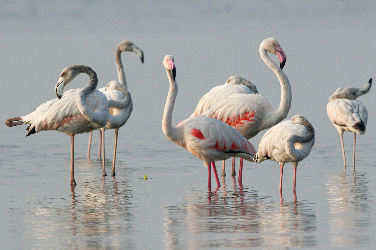   Birds at Yala National Park - Sri Lanka
