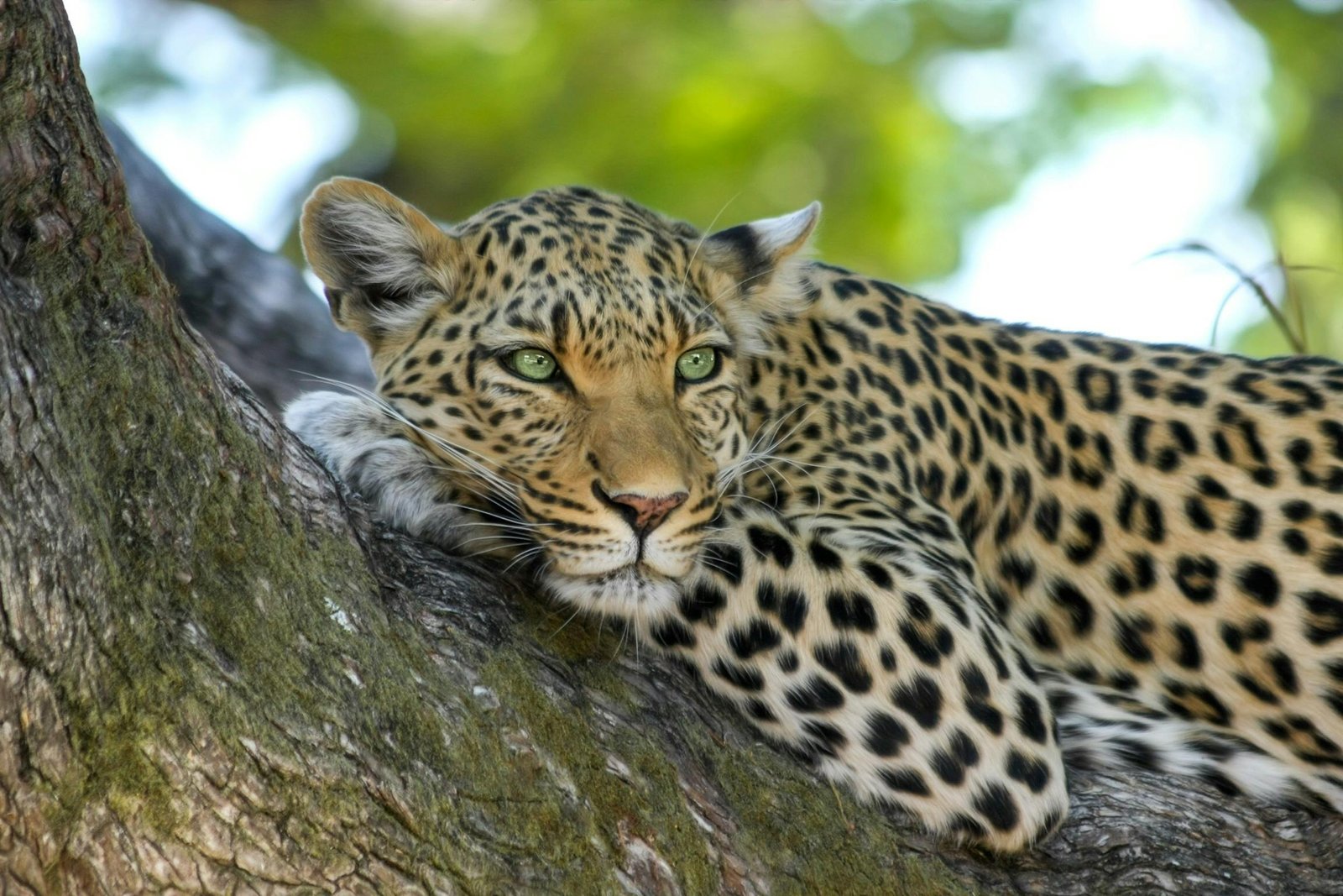 Sri Lanka Leopard (Panthera pardus kotiya) at Yala National Park - Sri Lanka