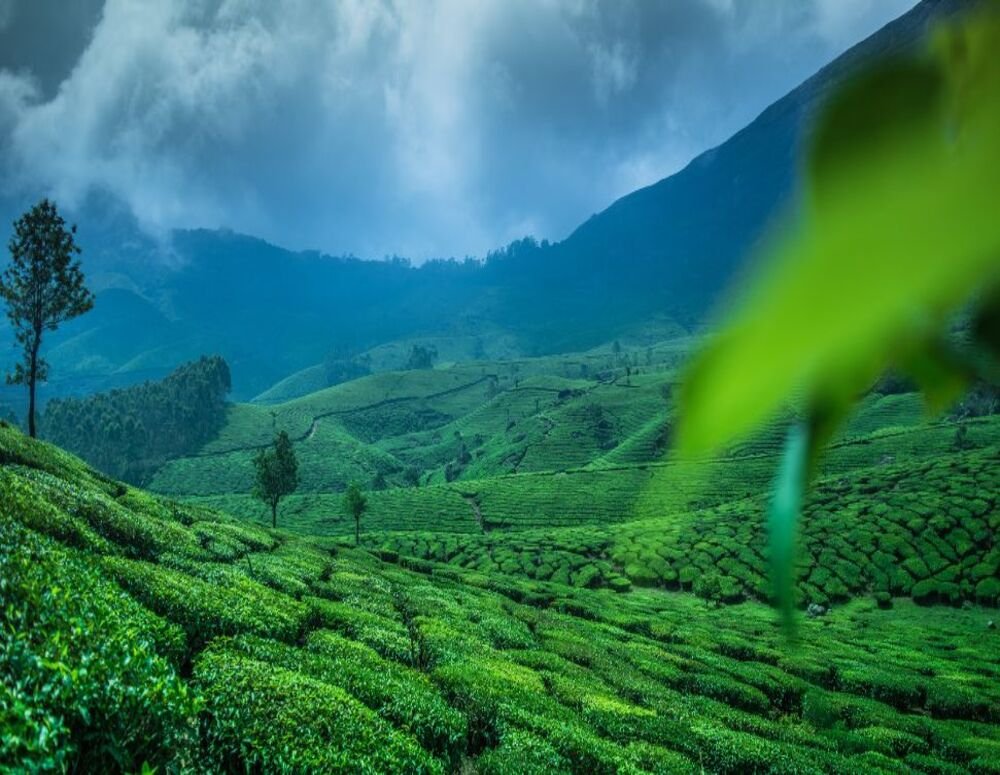 Day Tour Of Nuwara Eliya
