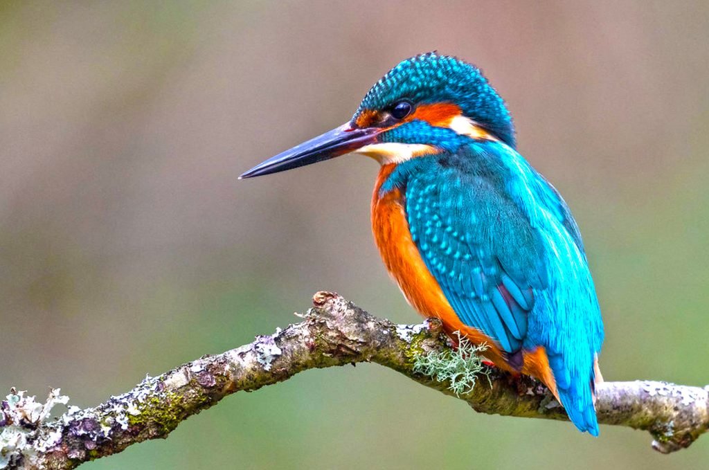   Birds at Wasgamuwa National Park - Sri Lanka