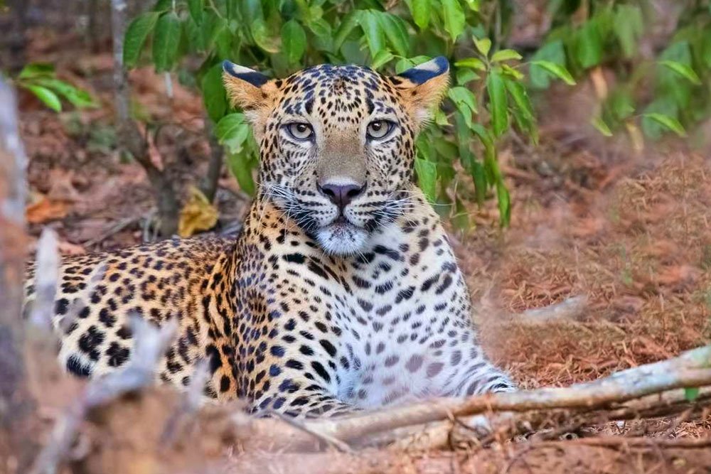 Sri Lanka Leo pard -Sri Lanka